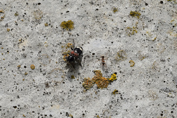 Tri-color beetle on old concrete