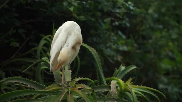 Cattle Egret standing on bushes cleaning feathers