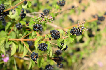 Blackberry bush background.