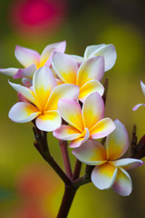 Plumeria flowers
