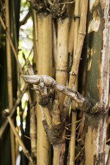 bamboo