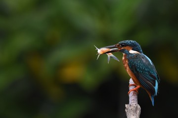 Common Kingfisher