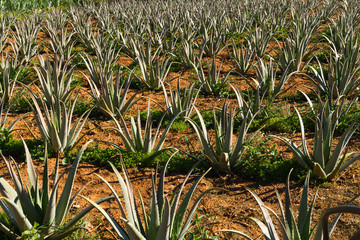 Aloe vera pharmaceutical plants field in Crete Island, Greece. 