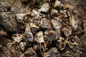 Cabezas de sardinas usadas como cebo para pesca del cangrejo