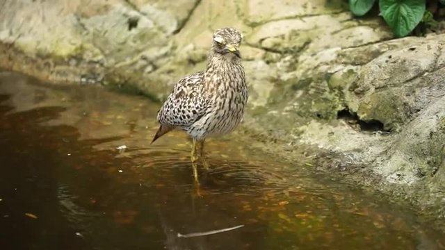 Spotted Thick-Knee washing in a pond in South Africa