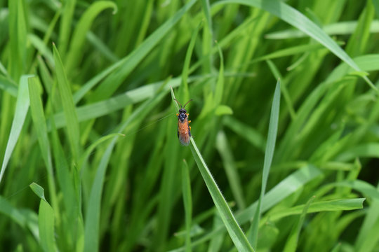 Hymenoptera on a blade of grass