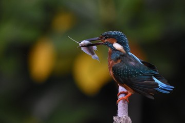 Common Kingfisher