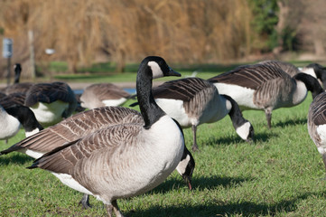 Goose close up