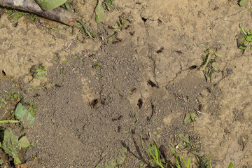 Log in earthen nest of ants