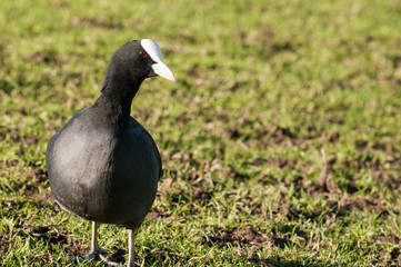 black moorhen