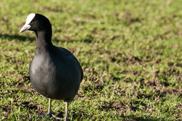 black moorhen