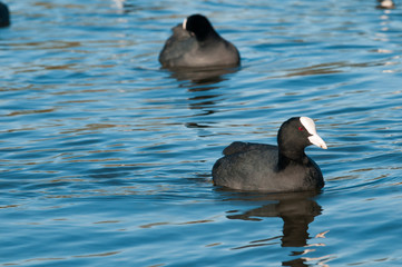moorhen with reflection