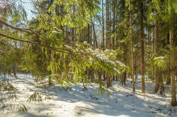 Winter snowy forest in the vicinity of St. Petersburg 
