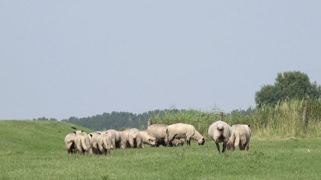 Sheep run away