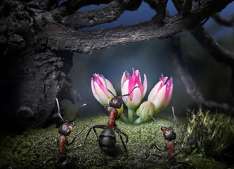 ants find secret flower