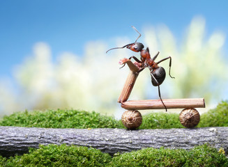 ants bike