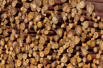 Background from pine logs