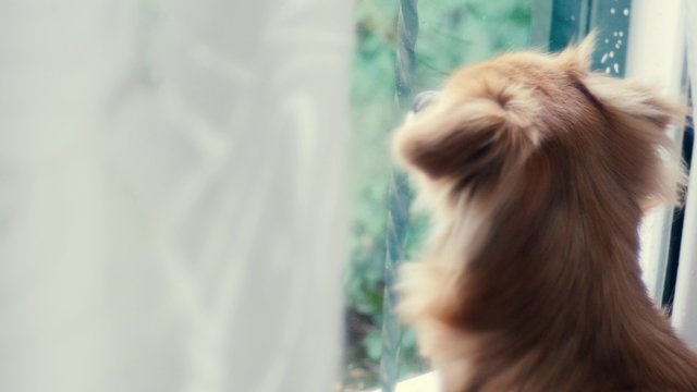 Handheld shot of dog looking through window
