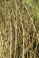 bamboo