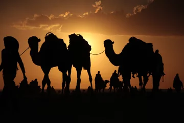 Papier Peint photo Lavable Chameau chameaux dans un désert