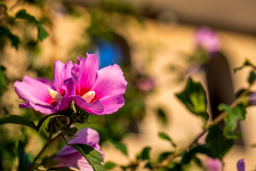 Rosa Blüte in der Sonne