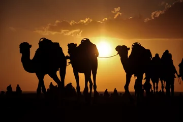 Tuinposter Kameel camels in a desert