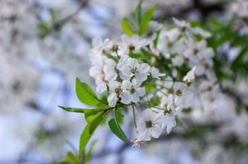 Obraz na płótnie Canvas Spring Cherry blossoms