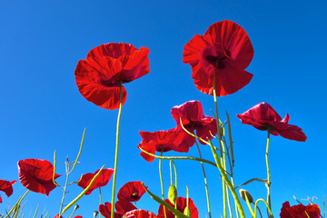 Poppies and  blue sky.