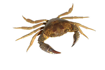 Souvenir crab.