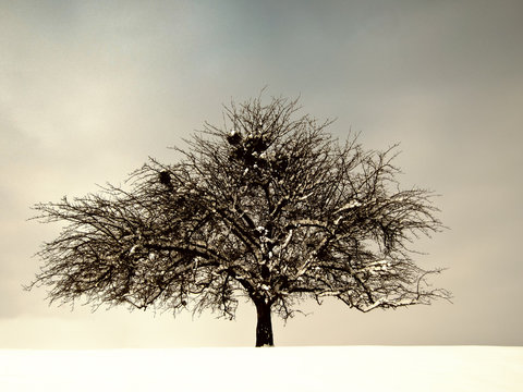 lonely tree (197)