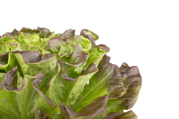 Salanova lettuce on white background.