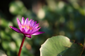 beautiful lotus flower