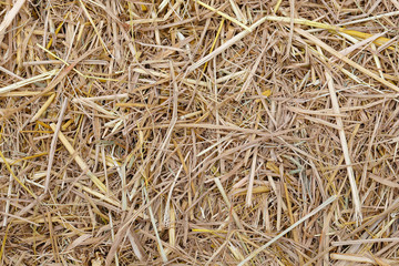 Dry hay