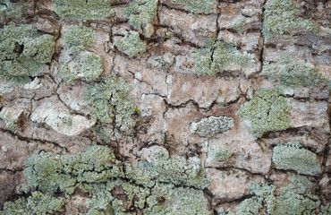 tree bark
