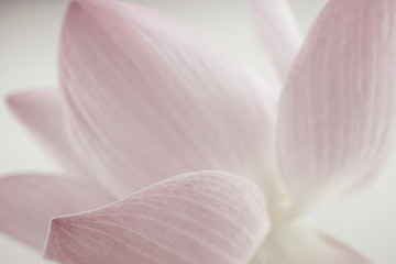 roze lotus in zachte kleuren en vervagingsstijl voor achtergrond