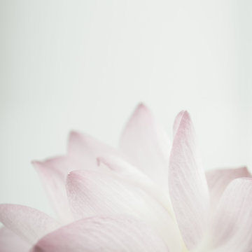 Fototapeta pink lotus in soft color and blur style for background  