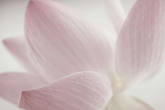 Fototapeta pink lotus in soft color and blur style for background  
