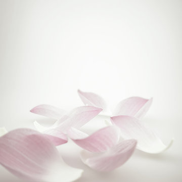 Fototapeta pink lotus in soft color and blur style for background  