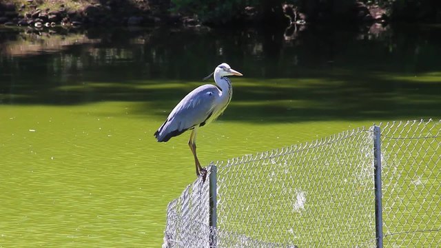 Grey Heron Perched on a Fence. Green Lake in the Background
