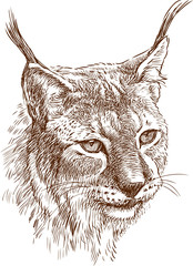 head of lynx - obrazy, fototapety, plakaty