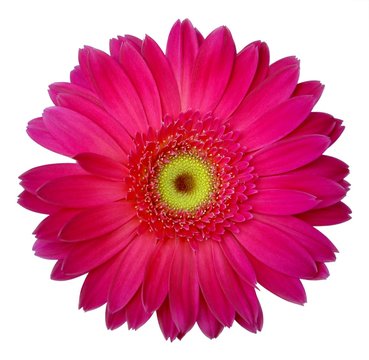 Single pink gerbera isolated on white background