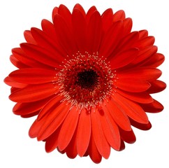 Single orange gerbera isolated on white background