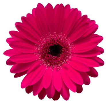 Single pink gerbera isolated on white background