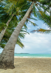 Coconut tree on the beach