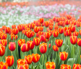 Tulip flower fields