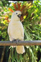 Parrot