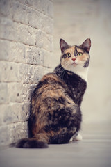 Multi-colored cat near a brick wall.