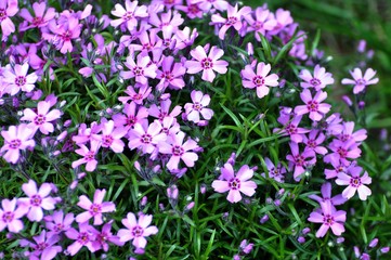 Zottiger Mannsschild