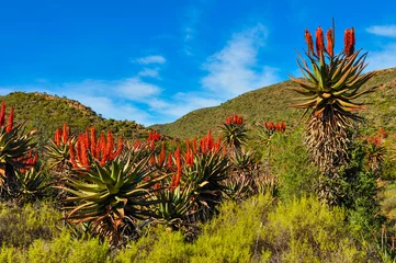 Fotobehang Aloes langs de weg tussen Oudtshoorn en Ladismith  Tuinroute  Zuid-Afrika © majonit