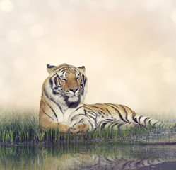 Fototapeta na wymiar Male Tiger Resting